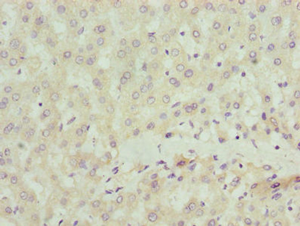 SCLT1 Antibody (PACO29760)