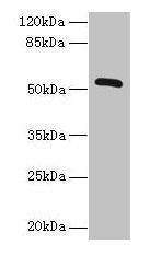 ZNF410 Antibody (PACO31300)