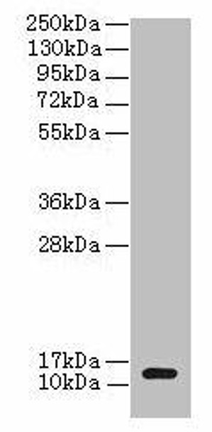 clpS Antibody (PACO33728)