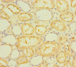 RUFY4 Antibody (PACO36918)
