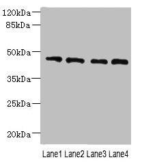 NOL4L Antibody (PACO40186)