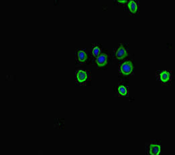 Tph1 Antibody (PACO46294)