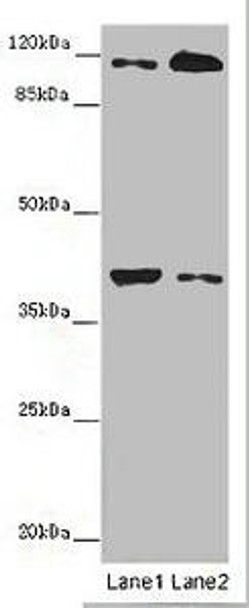 MILR1 Antibody (PACO46742)