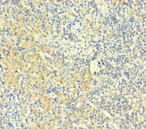PLAC8 Antibody (PACO47086)