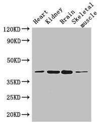 PARD6G Antibody (PACO48094)