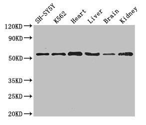 SLC16A9 Antibody (PACO49214)