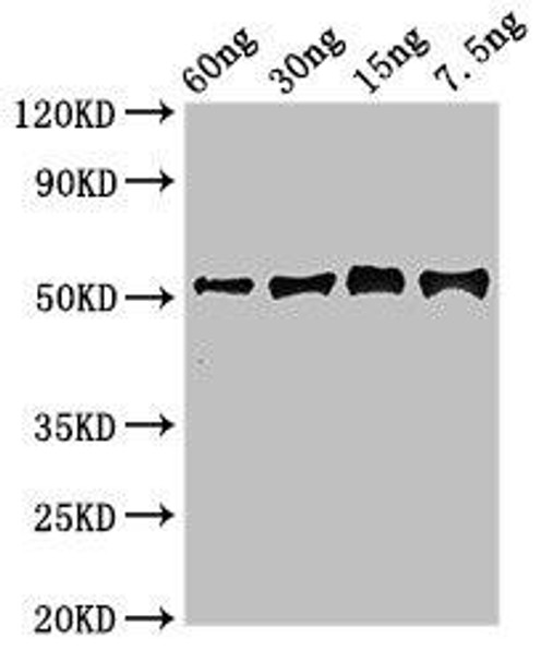Gamma-glutamyl hydrolase Antibody (PACO49634)