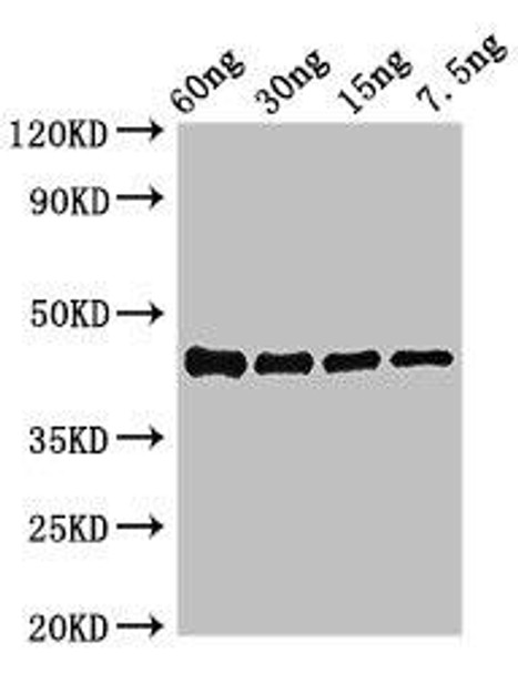 ompK Antibody (PACO50338)