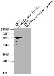 yopM Antibody (PACO52154)