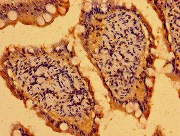 C19orf12 Antibody (PACO53966)