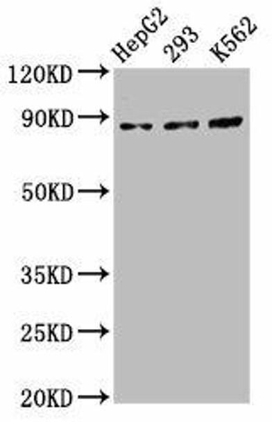CDH7 Antibody (PACO57300)