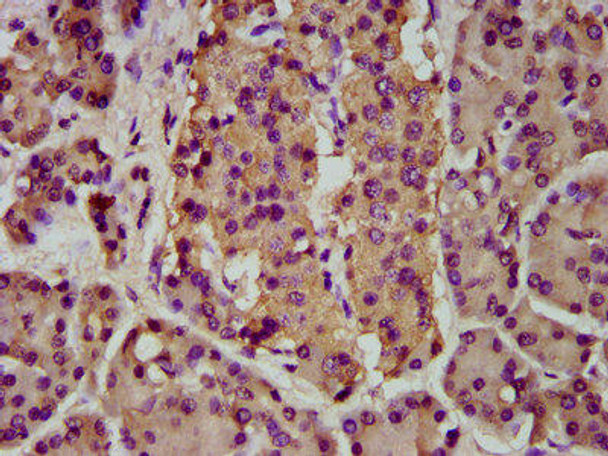 BMPER Antibody (PACO58344)
