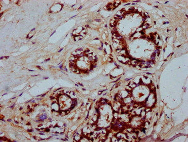 SFR1 Antibody (PACO59205)