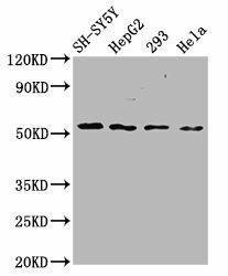 SLC19A3 Antibody (PACO59377)