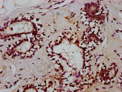 TCEA3 Antibody (PACO59904)