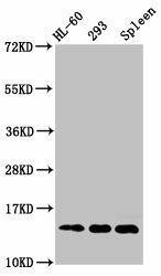 HIST1H2BC (Ab-120) Antibody (PACO60588)