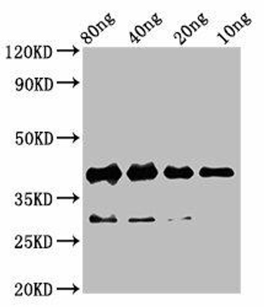 rbm24 Antibody (PACO61021)