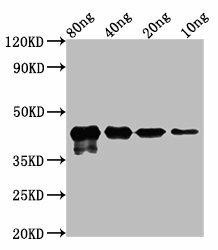 MPN_083 Antibody (PACO61778)