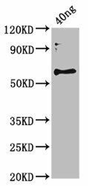 botF Antibody (PACO61830)