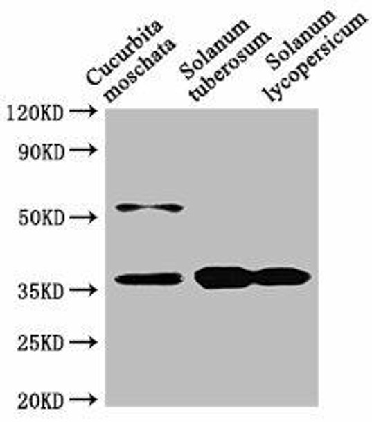 CHN48 Antibody (PACO62031)
