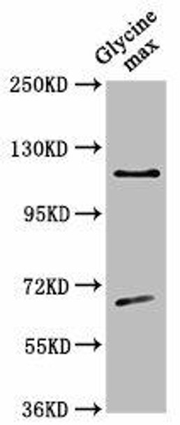 CESA4 Antibody (PACO62055)