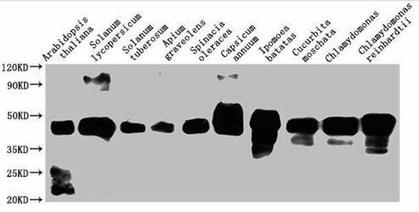 At1g32060 Antibody (PACO62423)