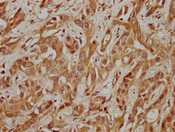 WDR24 Antibody (PACO62775)