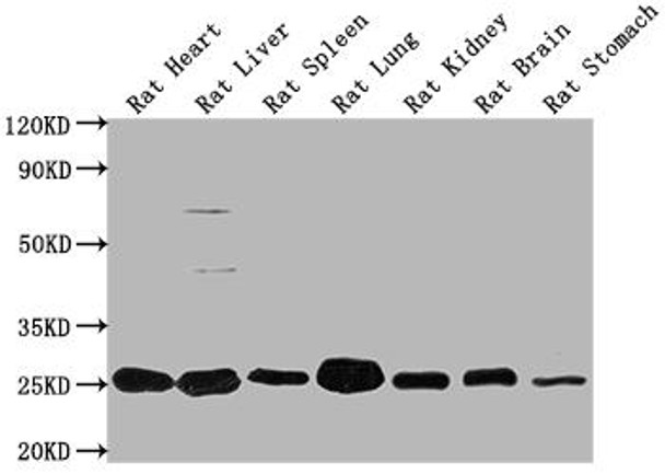 Apoa1 Antibody (PACO64139)