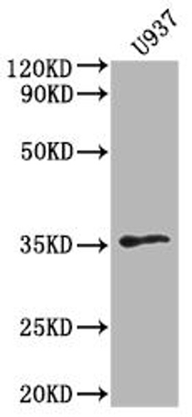 OR1K1 Antibody (PACO64367)