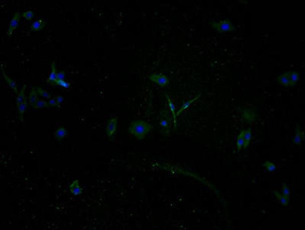TAS2R5 Antibody (PACO64539)