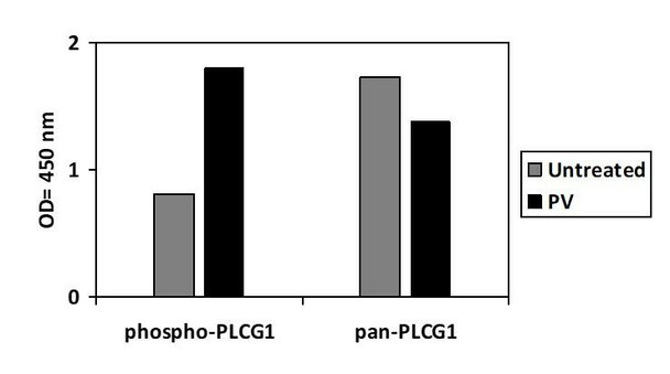 Human, Mouse and Rat Phospho-PLC-gamma 1 (Tyr771) PharmaGenie ELISA Kit (SBRS1932)