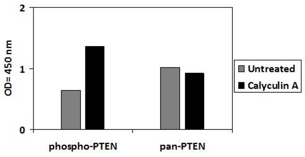Human/Mouse/Rat Phospho-PTEN (S380) and Total PTEN PharmaGenie ELISA Kit (SBRS1939)