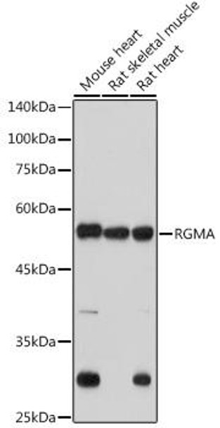Anti-RGMA Antibody (CAB0865)