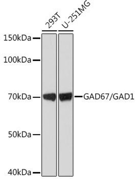 Anti-GAD67/GAD1 Antibody (CAB1475)