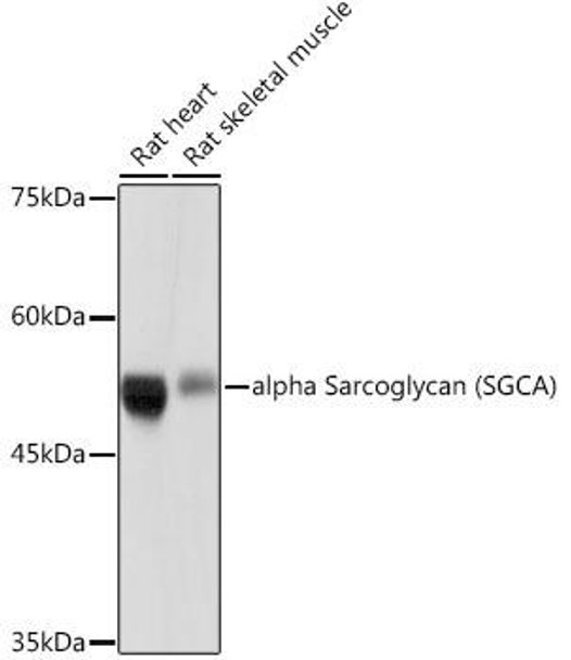 Anti-alpha Sarcoglycan (SGCA) Antibody (CAB19754)