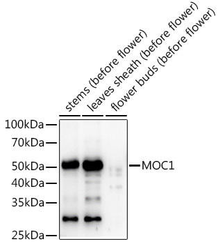 Anti-MOC1 Antibody (CAB20329)