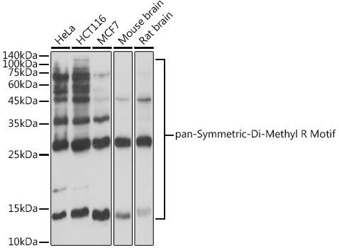 Anti-MRPS11 Antibody (CAB20504)