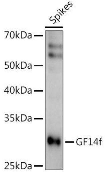 Anti-GF14f Antibody (CAB20626)
