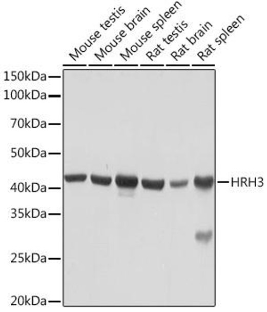 Anti-HRH3 Antibody (CAB3500)