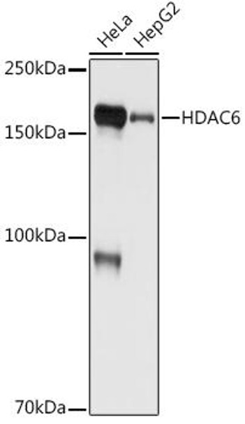 Anti-HDAC6 Antibody (CAB3572)
