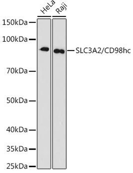 Anti-SLC3A2/CD98hc Antibody (CAB3658)