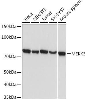 Anti-MEKK3 Antibody (CAB3695)