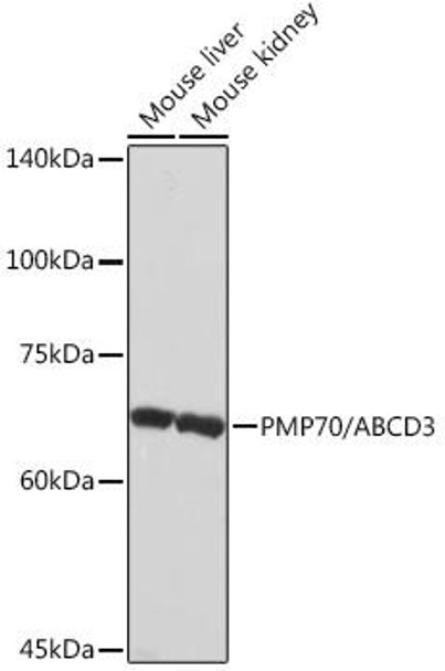 Anti-PMP70/ABCD3 Antibody (CAB4172)