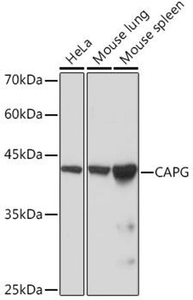 Anti-CAPG Antibody (CAB4413)