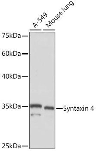 Anti-Syntaxin 4 Antibody (CAB5996)