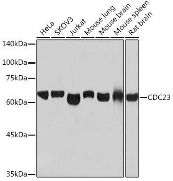 Anti-CDC23 Antibody (CAB6025)