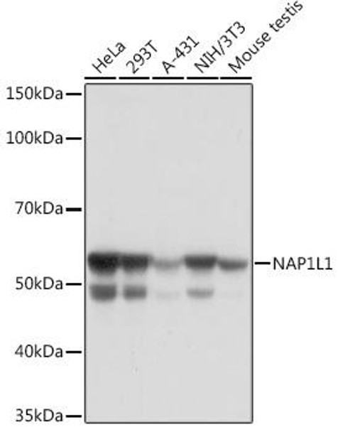 Anti-NAP1L1 Antibody (CAB6174)