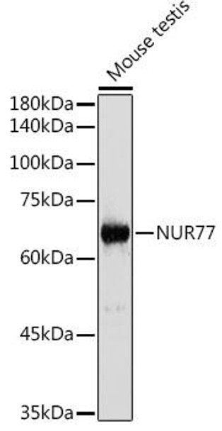 Anti-NUR77 Antibody (CAB6676)