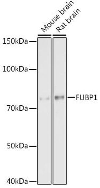 Anti-FUBP1 Antibody (CAB9077)