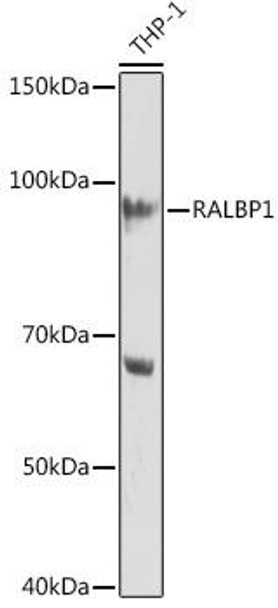 Anti-RALBP1 Antibody (CAB9701)